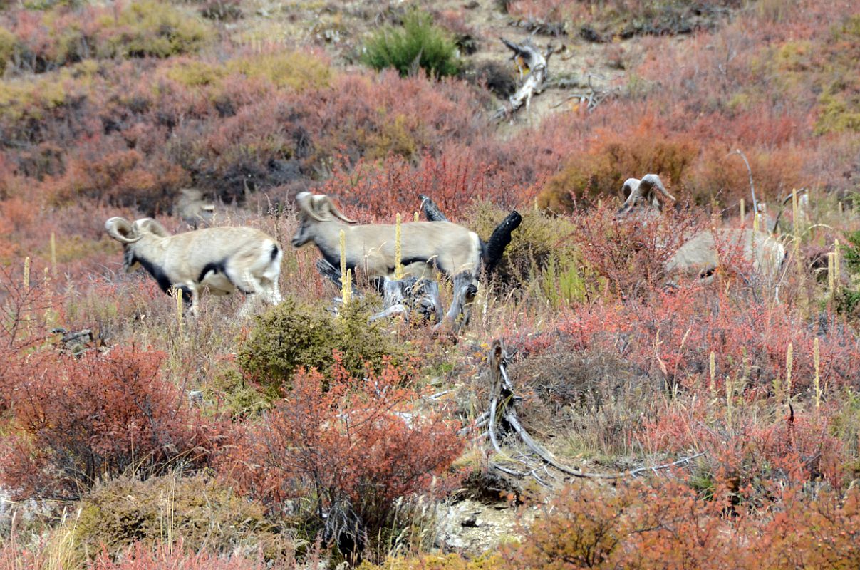 02 Big Horn Sheep On Trek To Yak Kharka On Way To Chulu Far East 